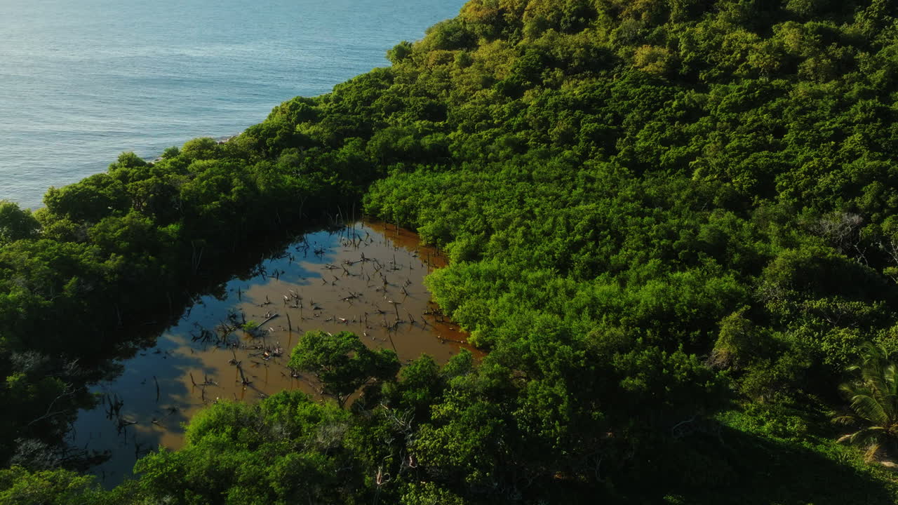 Drone panning upward over lush forest and wetland on Guadeloupe island