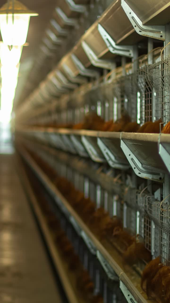Vertical Time-lapse showing chickens in cages feeding inside a large industrial poultry facility