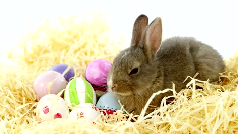 huevos de pascua con conejo de pascua en el nido