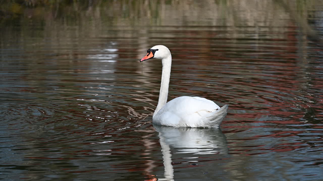 Elegant white swan gliding on a reflective pond