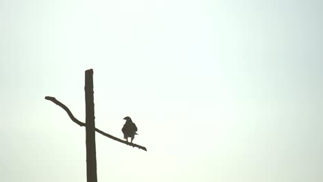 Un-Par-De-Halcones-De-Cola-Roja-Donde-Se-Posan-En-Un-Poste-De-Servicios-Públicos