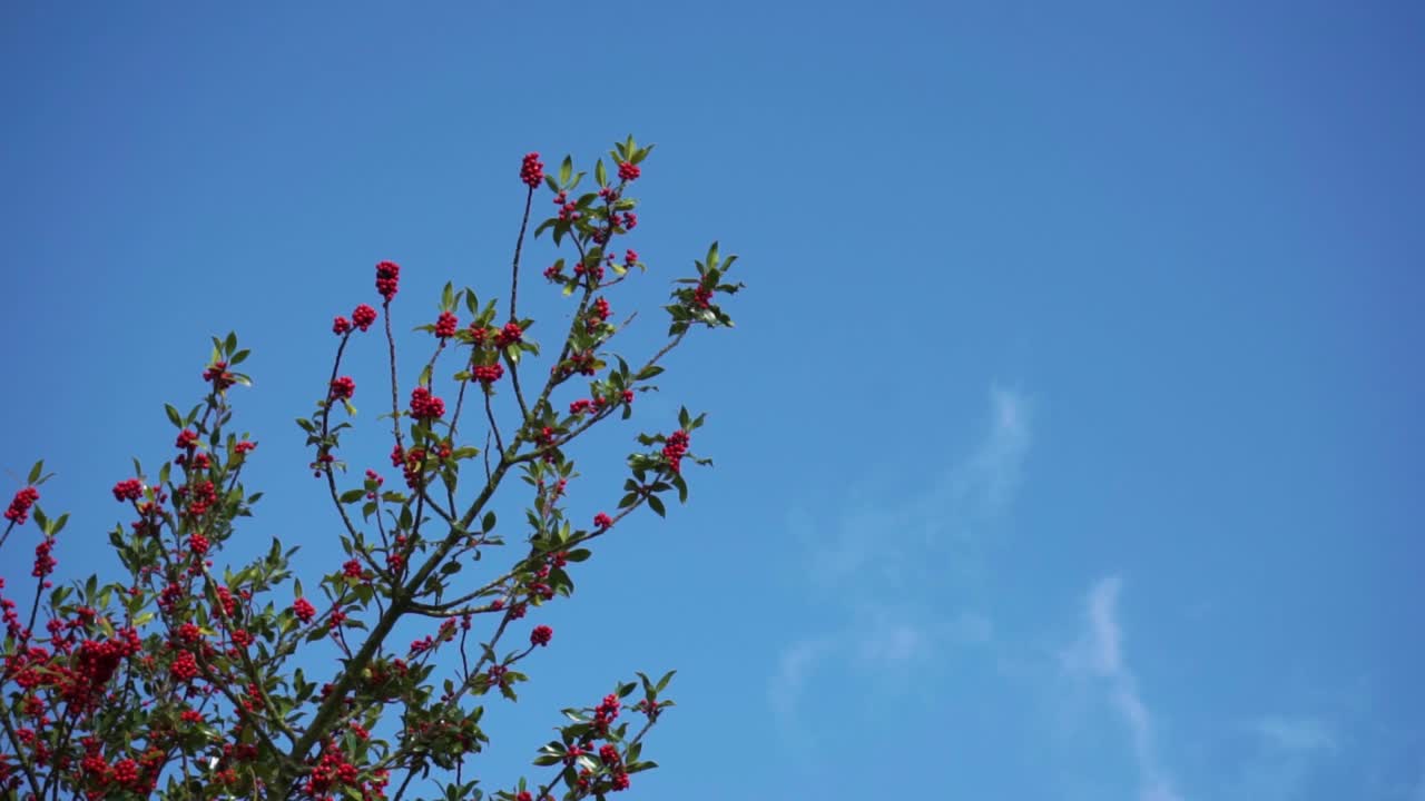 푸른 하늘에 생생한 붉은 열매가 있는 나무 꼭대기