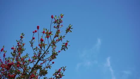 Tree top with vivd red berries against blue sky