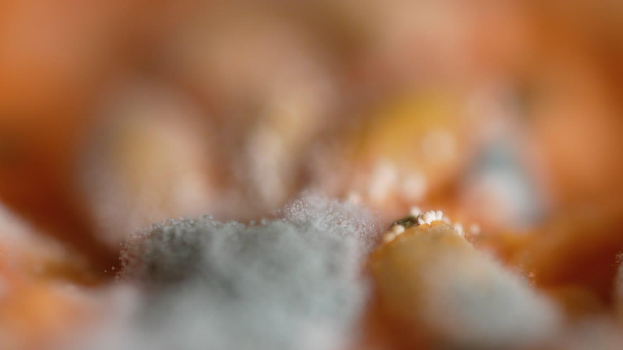 Spoiled melon close-up with white mold spots and fungal threads, macro view of food spoilage process