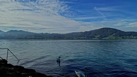 Sereno-Lago-Con-Cisnes,-Fondo-Montañoso,-Cielos-Despejados-Y-Aguas-Tranquilas-Al-Amanecer