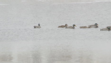 ducks swimming in a row while heavy snow falls around them during winter in maine. slow motion.