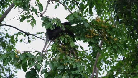 estirando y arrancando hojas y flores para comer, mono de hoja oscura trachypithecus obscurus, tailandia