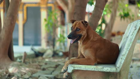 Close-up-of-cute-dog-lying-on-bench-outside-Thai-temple-on-sunny-day-looking-at-camera