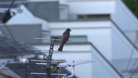 bulbul de orejas marrones de cola larga encima de la antena de televisión en el pueblo residencial