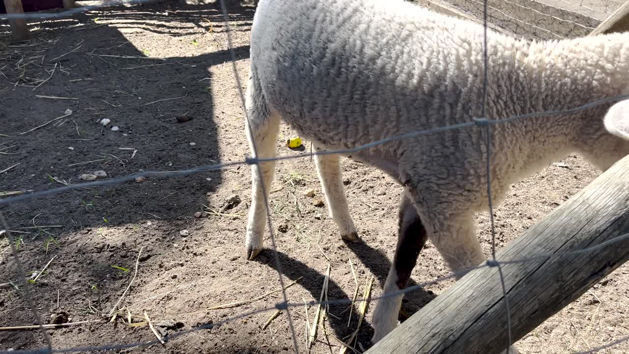 즐거운 염소와 양은 그들의 편안한 농장 집에서 번성하며, 그들의 시골 가정에서 만족과 행복을 구현합니다.