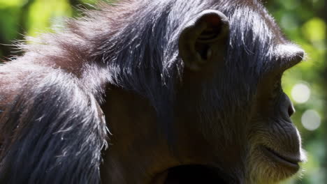 chimpanzee portrait in nature