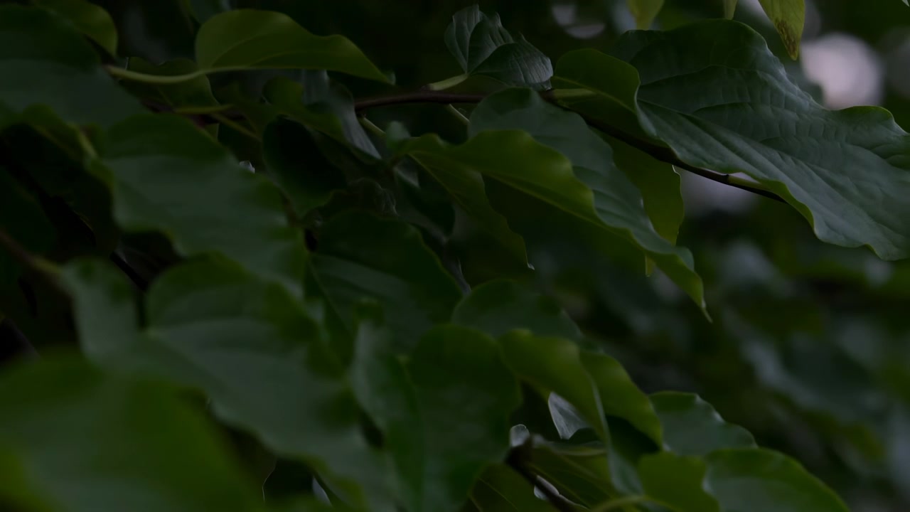 Folhas verdes íntimas na sombra, textura delicada e gotículas em superfície brilhante, suave farfalhar da brisa.