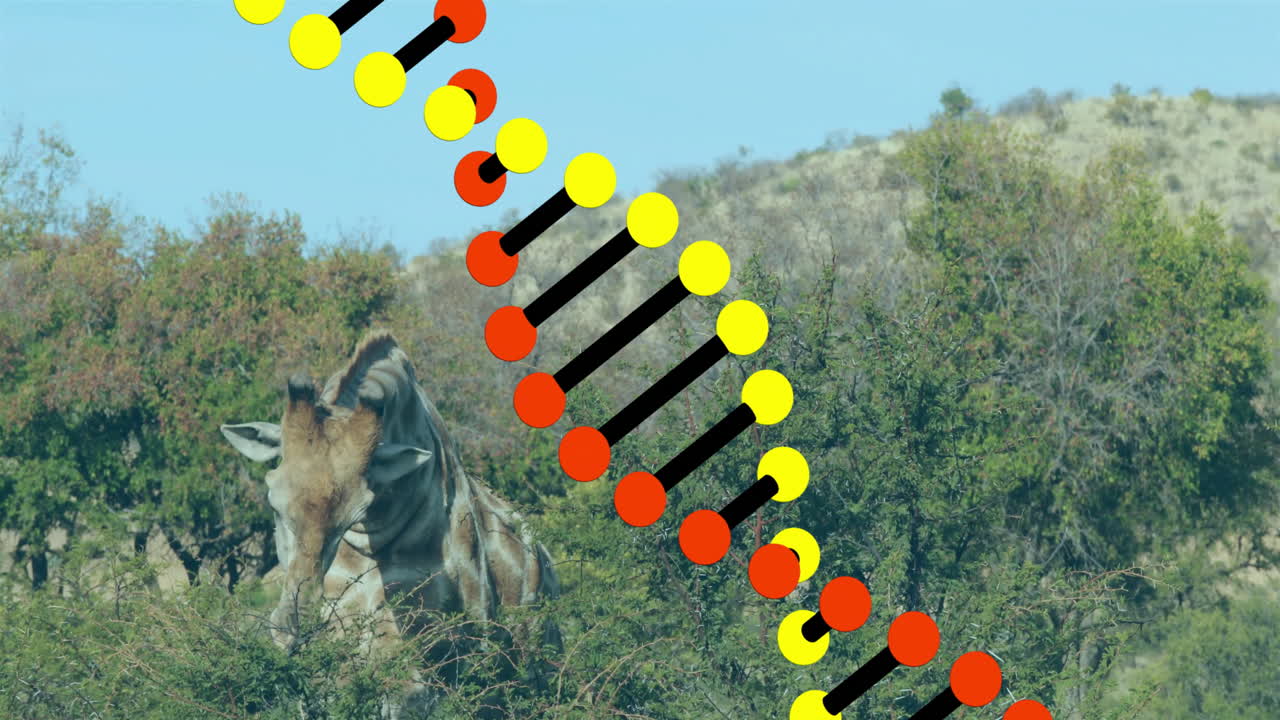 Zebra in bush with DNA strand animation overlay in natural setting
