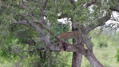 predator leopard drags prey impala onto tree branch in kruger np