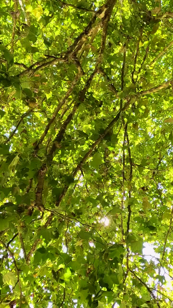 la luz del sol se asoma a través de las hojas verdes de los árboles