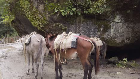 group of himalayan hourses on annapurna circuit nepal