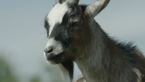 tilt up, close up, a pygmy goat relaxing and contemplating life in the sun