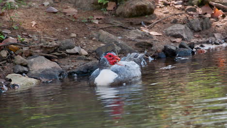 Eine-Muscovy-Ente-Im-Wasser