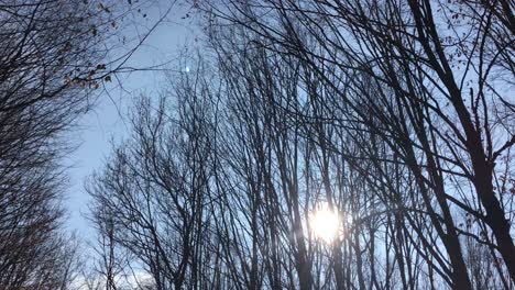 Wandern-Auf-Einer-Waldstraße-Mit-Der-Sonne-Am-Himmel-Und-Dem-Sonnenlicht,-Das-In-Der-Frühen-Frühlingssaison-Durch-Die-Äste-Dringt