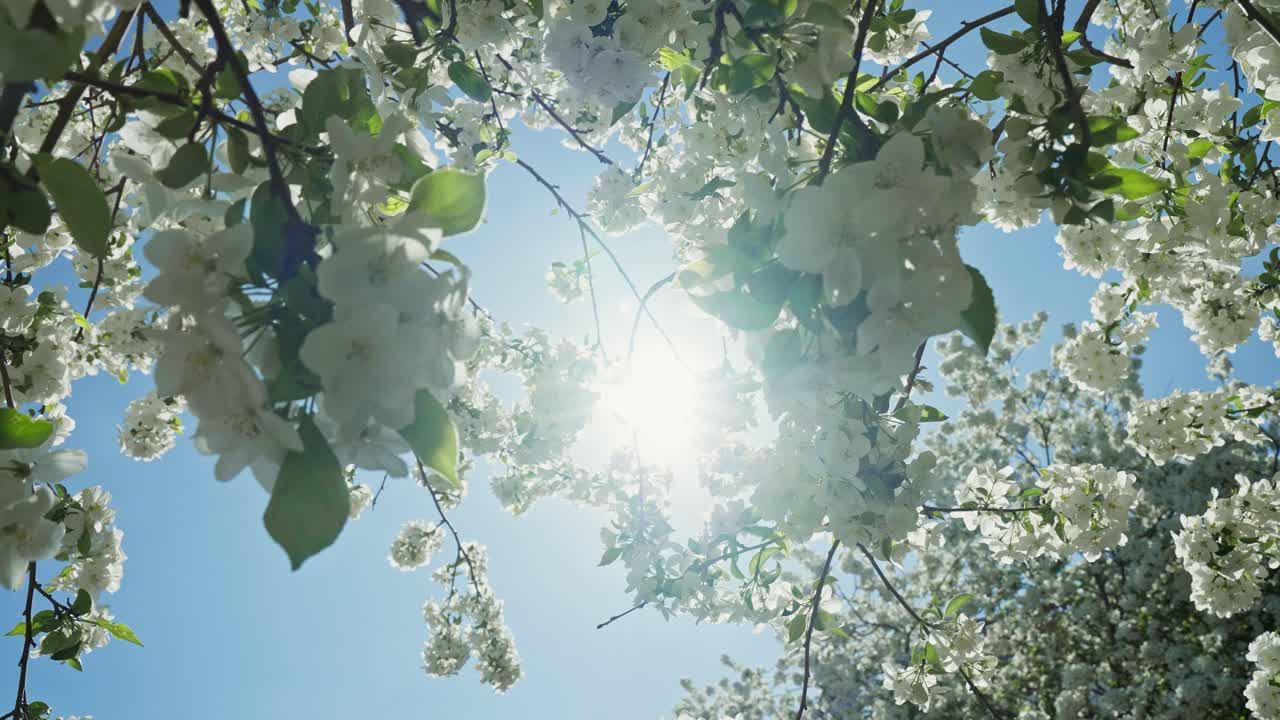 봄 에 꽃 이 피는 사과 나무