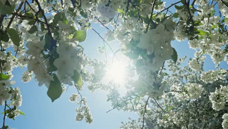 árbol de manzana en flor en primavera