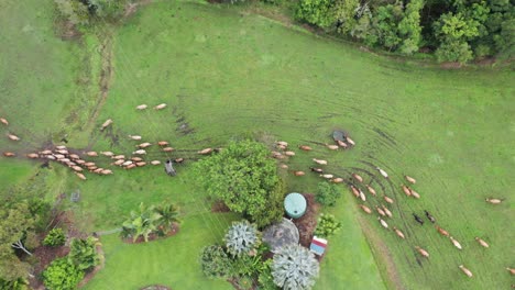 Herd-of-cattle-walking-through-a-residential-property