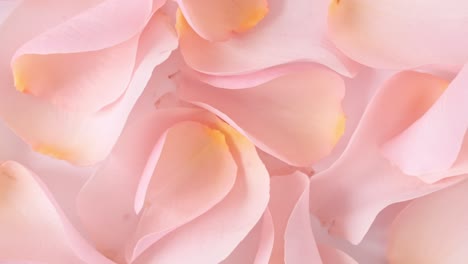 rose pink petals rotating. slow motion. macro shot. holiday backdrop, valentine's day concept.