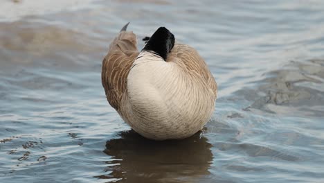 Beautiful-Canada-goose-cleans-itself-with-its-head-turned-backwards-in-the-shallow-choppy-waters-of-the-Ottawa-River