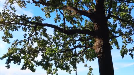 big tree branches and leaves moving with a clear blue sky as background