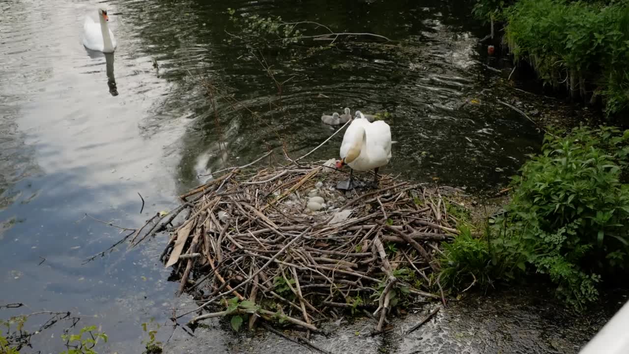 Swan mother climbs out of lake to nest with young cygnet baby birds