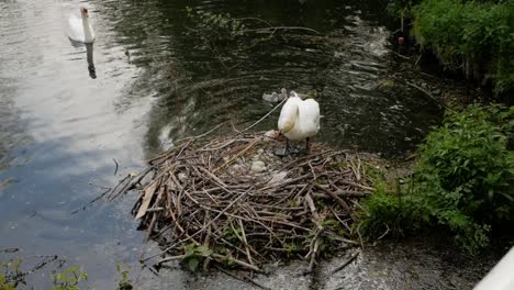 swan mother climbs out of lake to nest with young cygnet baby birds