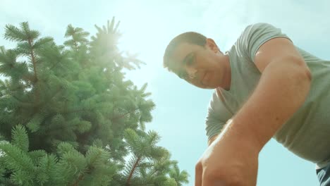 a gardener clipping the pine tree with shears standing on a stepladder in the summer garden