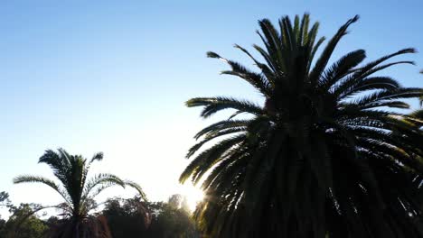 Drone-shot-of-multiple-palm-trees-panning-right-during-golden-sunset-hour-with-sun-peeking-through-palm-trees-and-clear-blue-skies-in-Los-Angeles,-California-park