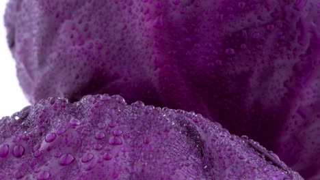 macro shooting of red white cabbage leaves with water drops. slowly rotating on the turntable isolated on the white background. close-up.