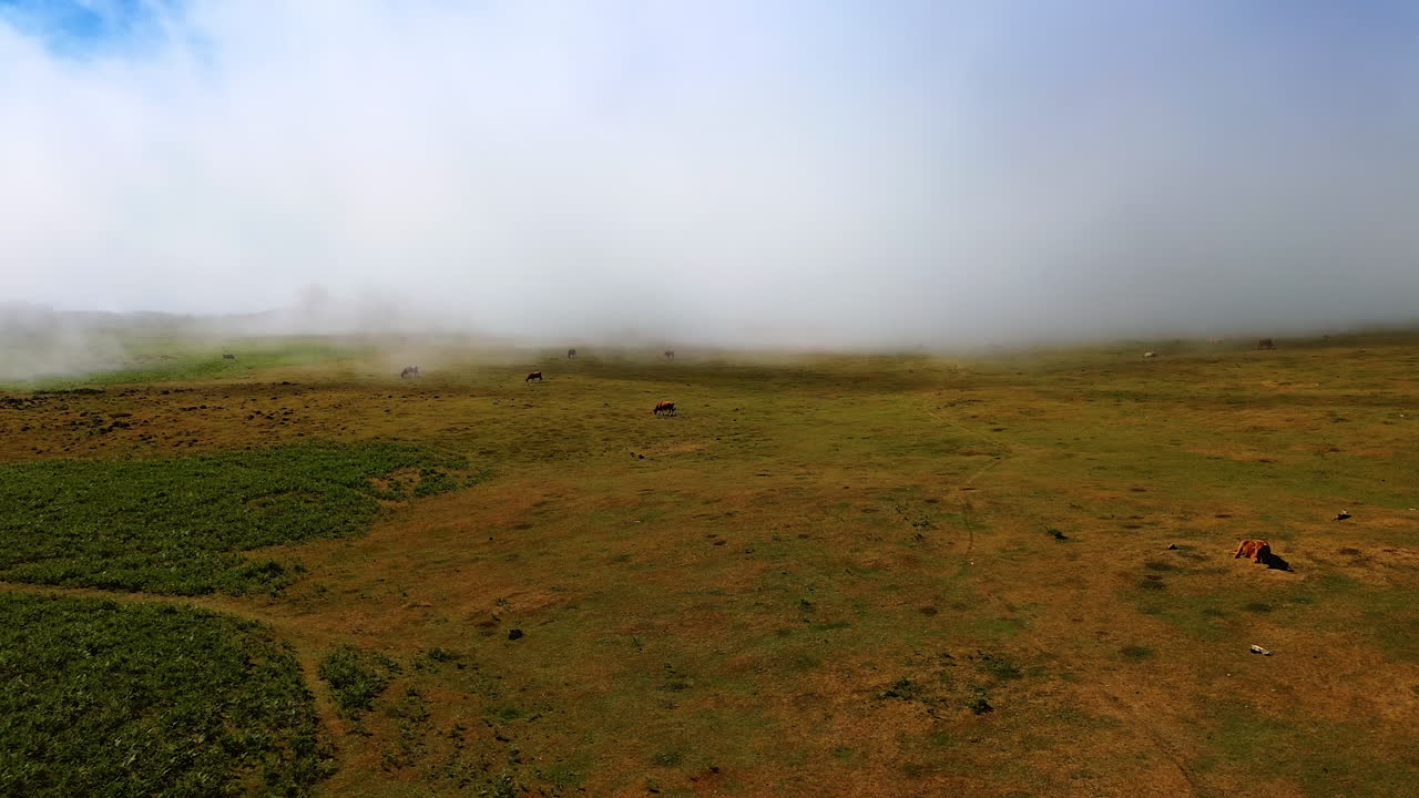 Few cows are grazing on the meadow. Thick fog covering the scenery hiding the horizon totally. Madeira Islands, Portugal. Aerial view.