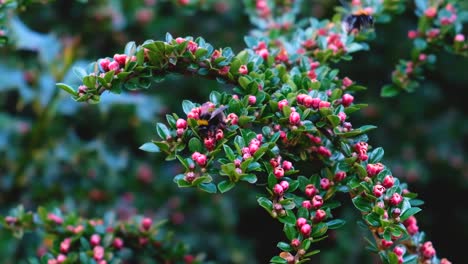 A-grist-of-bees-busy-working-in-a-flower-bush