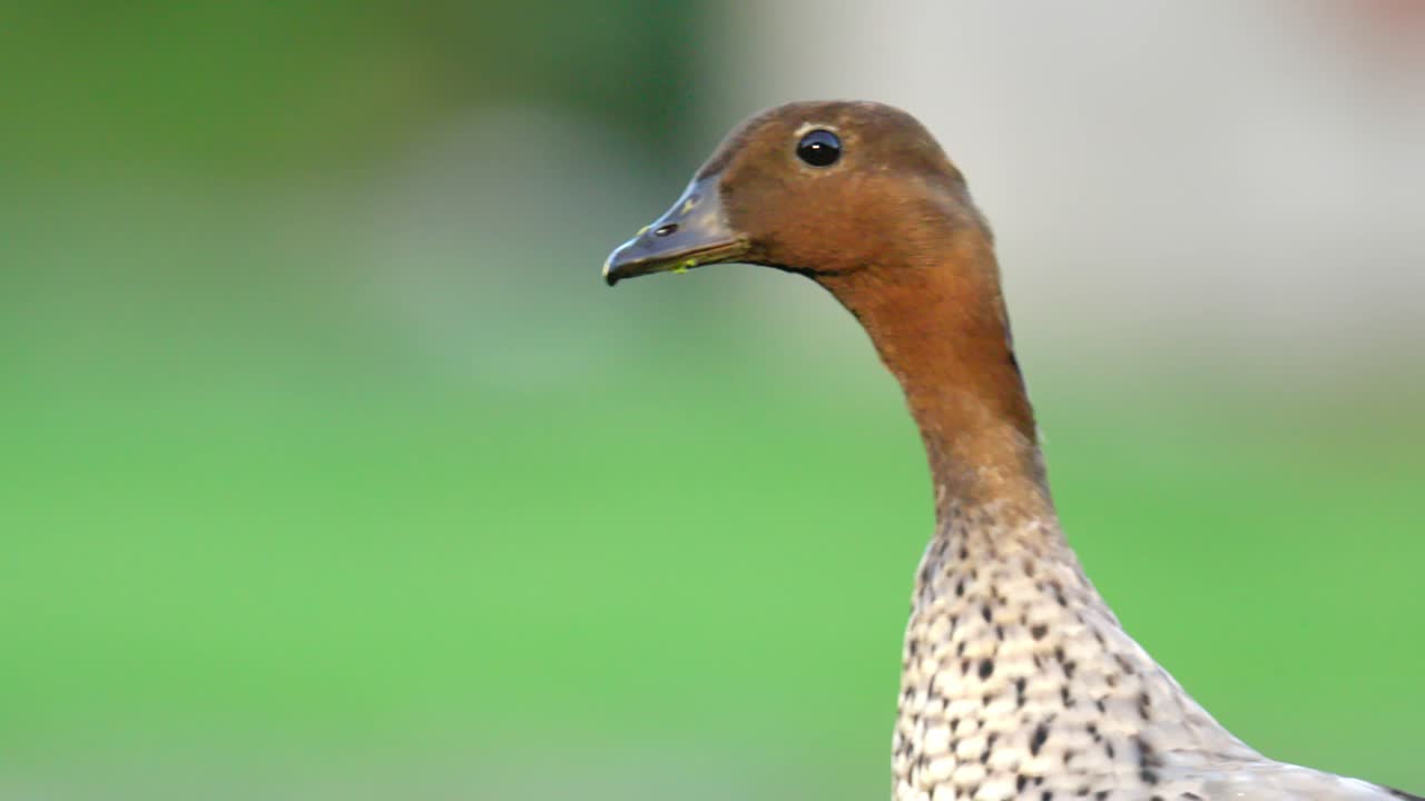 오스트레일리아 의 수 ⁇  나무 오리 의 머리 를 가까이 찍은 장면