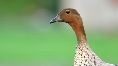 un primer plano de la cabeza de un macho de pato de madera australiano
