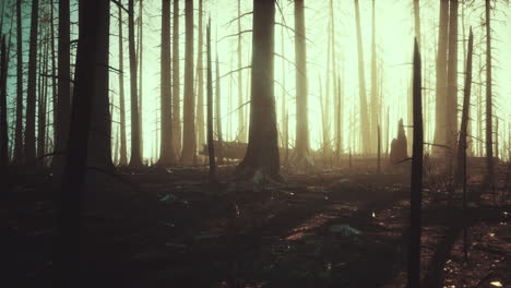 bosque quemado: un paisaje sombrío