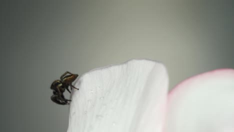 black jumping spider crawls around on white flower