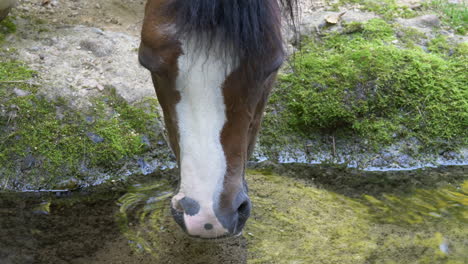 close up of cute pony horse drinking fresh water from idyllic stream in mountains of switzerland