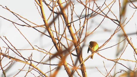 marsh warbler bird in bare tree