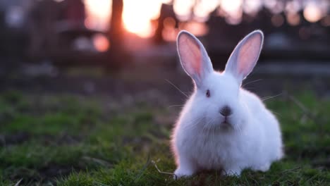 a white rabbit sits on green grass during sunset