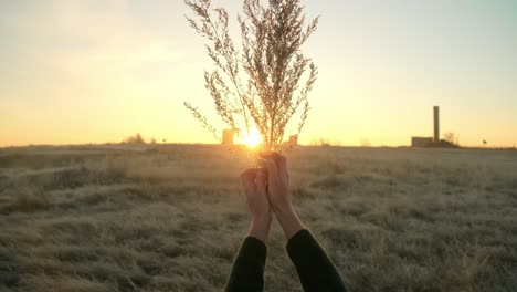 sunrise/sunset in a field with bouquet in hands