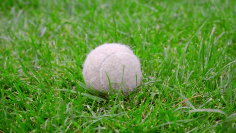 Pelota-De-Tenis-Sobre-Hierba-Verde.-Primer-Plano-De-Juguete-Para-Perros-En-El-Césped-Verde.-Pelota-De-Tenis-Blanca