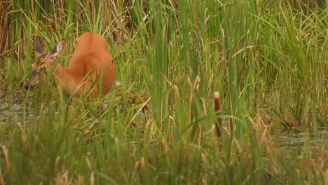 A-small-deer-wandering-alone-in-the-marshland