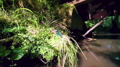 cerca de una libélula azul encaramada en caña, ébano jewelwing volando en cámara lenta