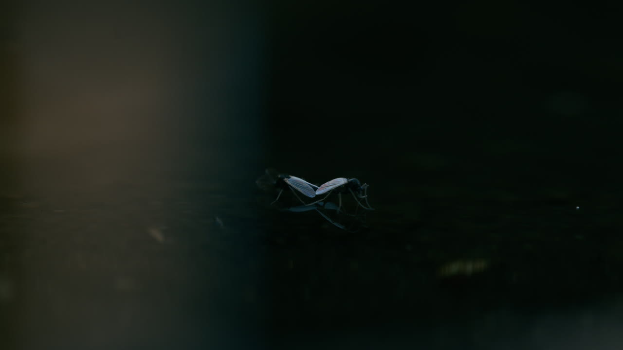 los mosquitos quironómidos se ven apareándose en la superficie del agua, derivando suavemente con una hermosa iluminación de contraste, creando una escena serena y detallada.