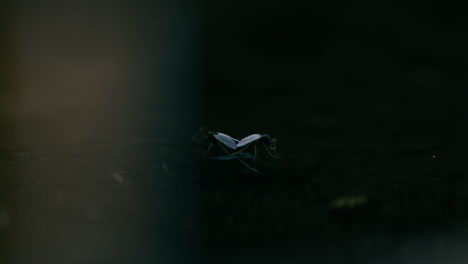 Chironomid-midges-are-seen-mating-on-the-water-surface,-gently-drifting-with-beautiful-contrast-lighting,-creating-a-serene-and-detailed-scene