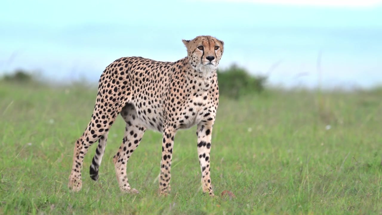 Gepard, fokussiert und wachsam in der Wildnis. Das Video fängt die Intensität und Präzision eines der schnellsten Raubtiere der Welt ein, während es sein Territorium patrouilliert